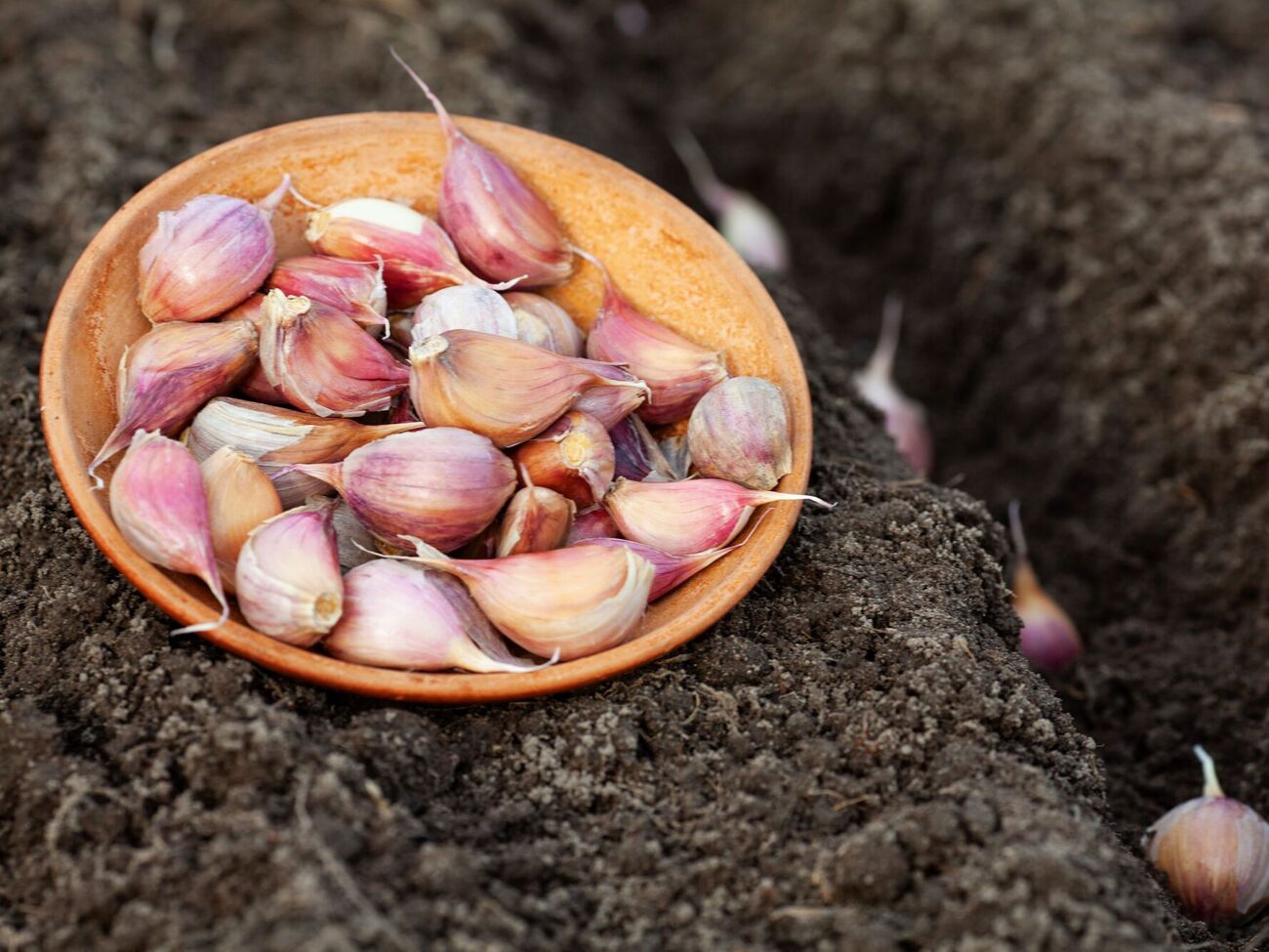 Чтобы в следующем году собрать рекордный урожай чеснока, в октябре опытные огородники удобряют почву золой