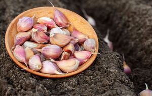 Щоб наступного року зібрати рекордний урожай часнику, у жовтні досвідчені городники удобрюють ґрунт попелом