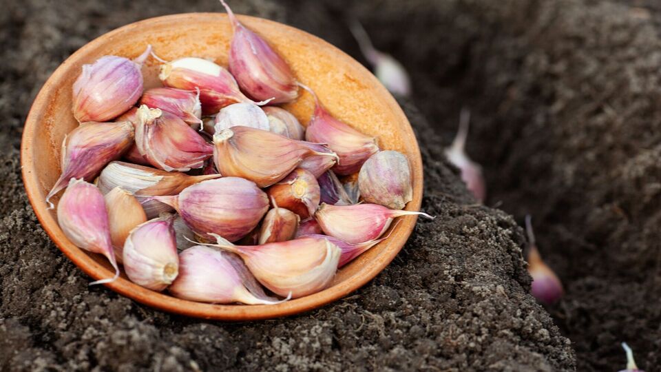 Чтобы в следующем году собрать рекордный урожай чеснока, в октябре опытные огородники удобряют почву золой