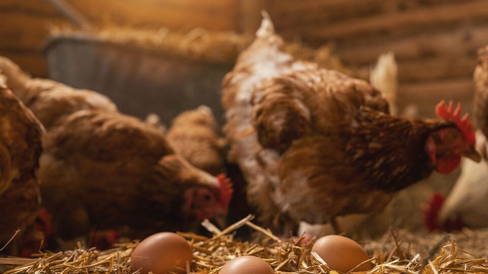 Курицам нужно также давать вареный картофель