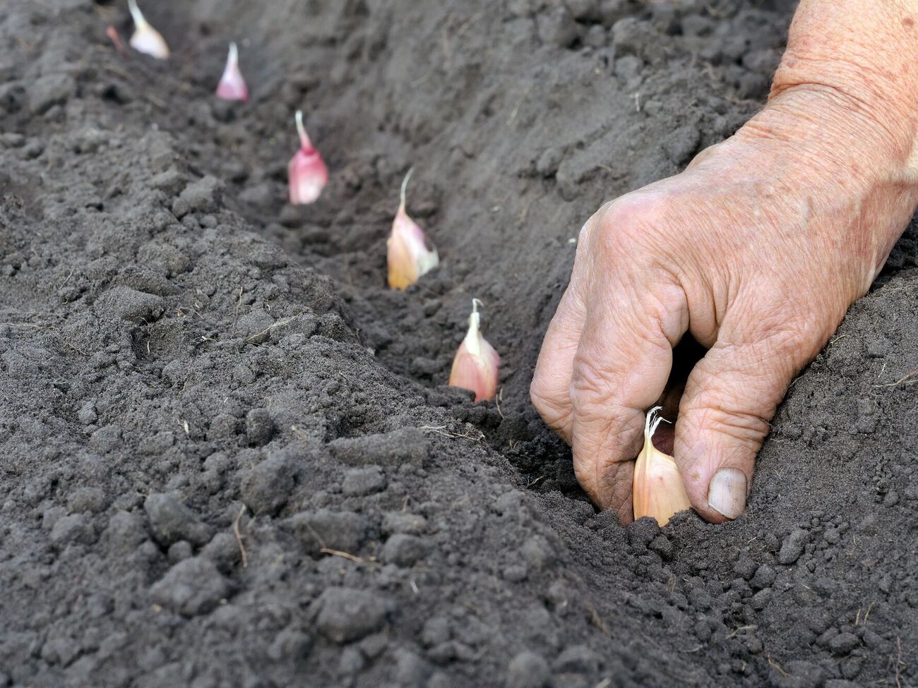 Уровень посадки влияет на прогрев земли и корневой системы