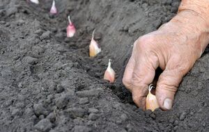 Рівень саджання впливає на прогрівання землі й кореневої системи