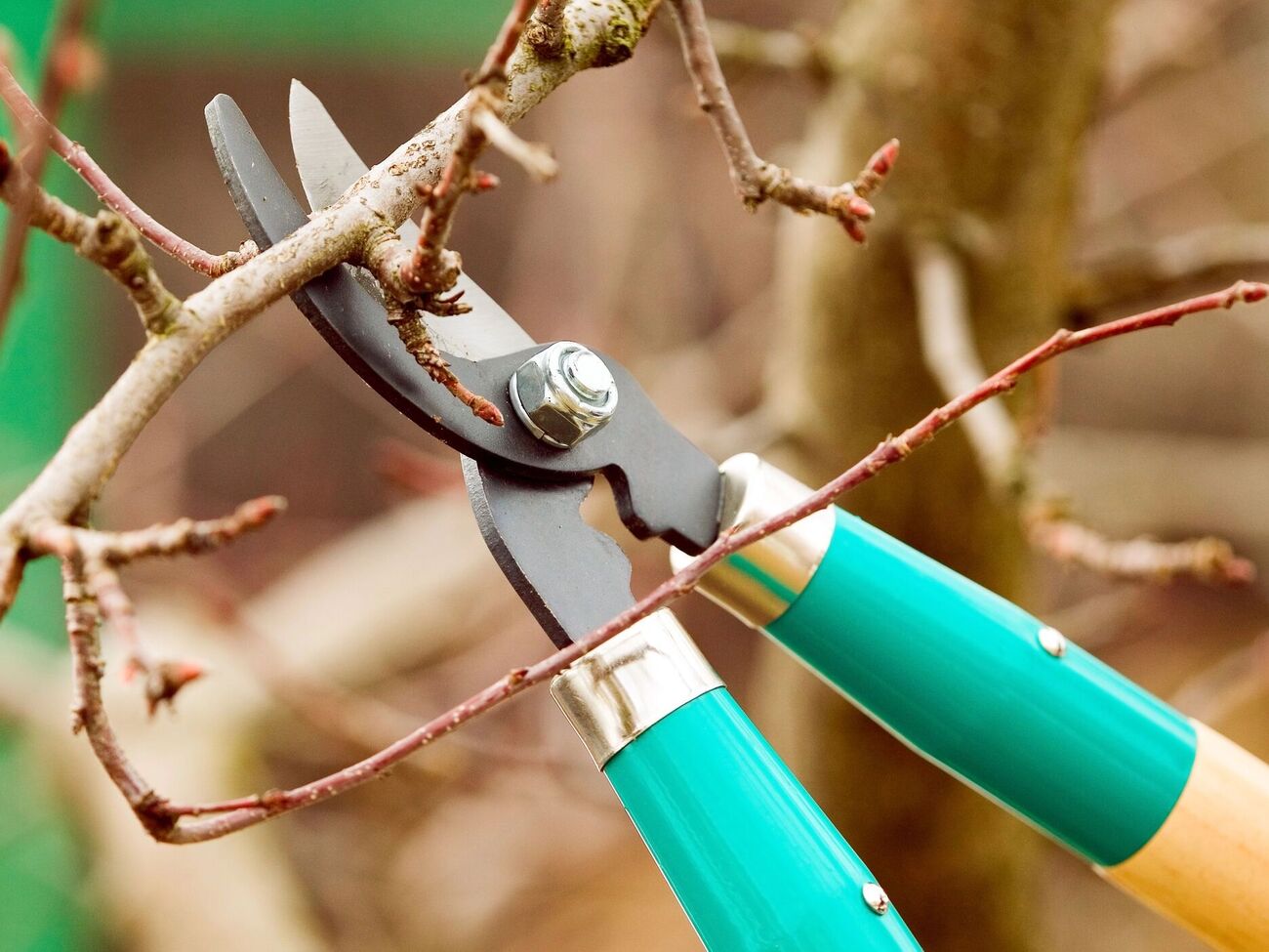 Осенью нужно подкормить кусты малины суперфосфатом