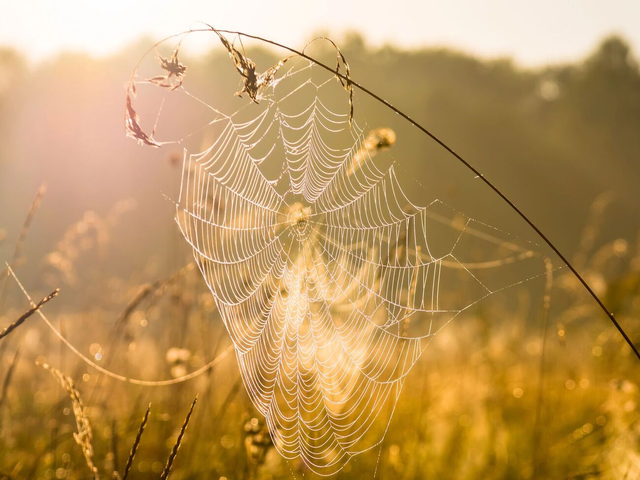 Бабье лето вступит в свои права