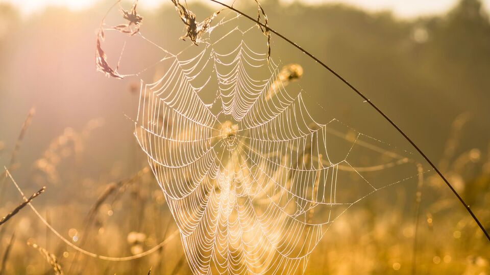 Бабье лето вступит в свои права