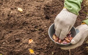Потрібно знизити кислотність ґрунту