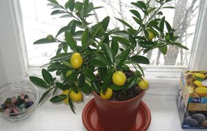 Чтобы лимонная косточка проросла, важно, чтобы в помещении было тепло, влажно и светло