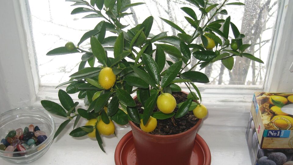 Чтобы лимонная косточка проросла, важно, чтобы в помещении было тепло, влажно и светло