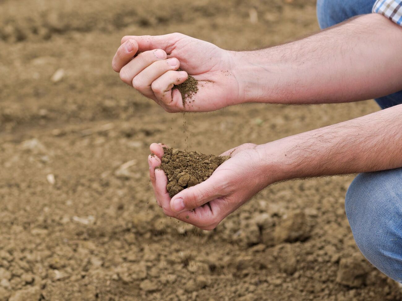 Подкормку применяют после дождя