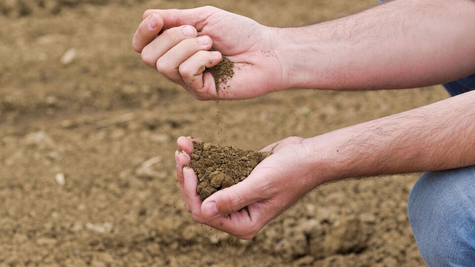 Подкормку применяют после дождя