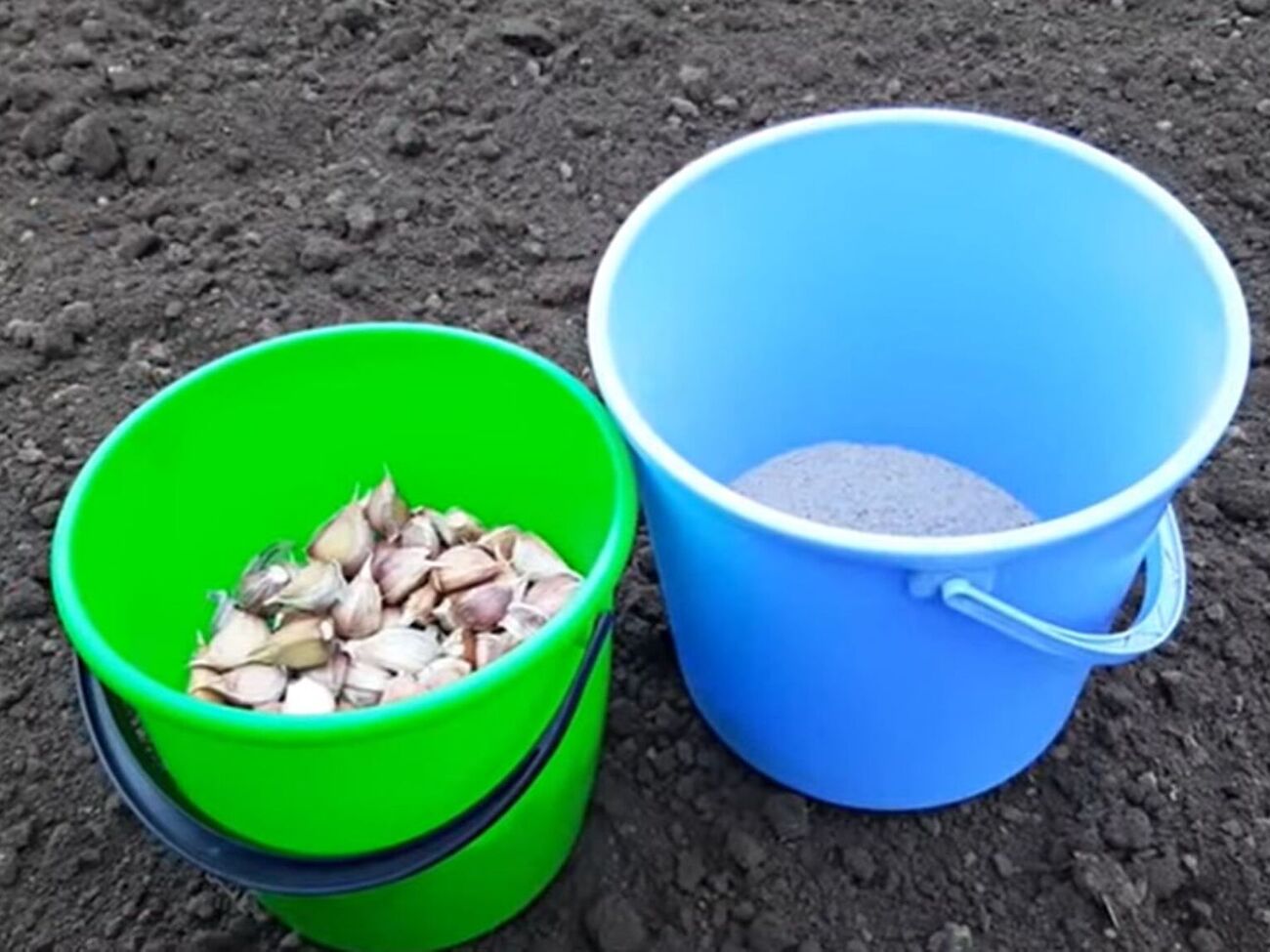 Между зубчиками чеснока должно быть расстояние около 15 см