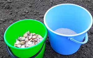 Між зубчиками часнику має бути відстань приблизно 15 см