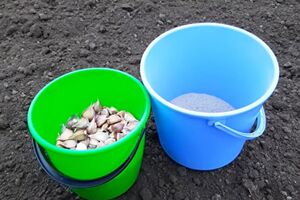 Между зубчиками чеснока должно быть расстояние около 15 см