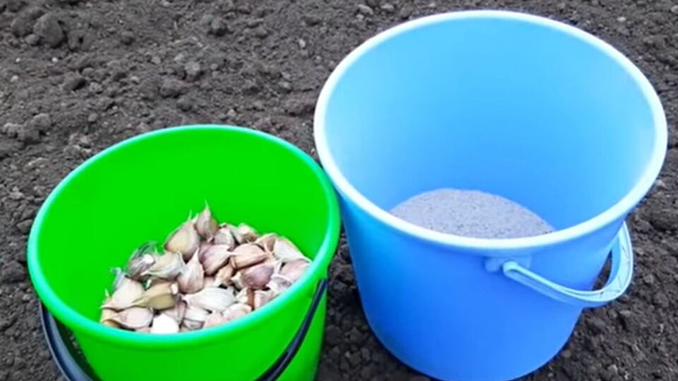 Между зубчиками чеснока должно быть расстояние около 15 см