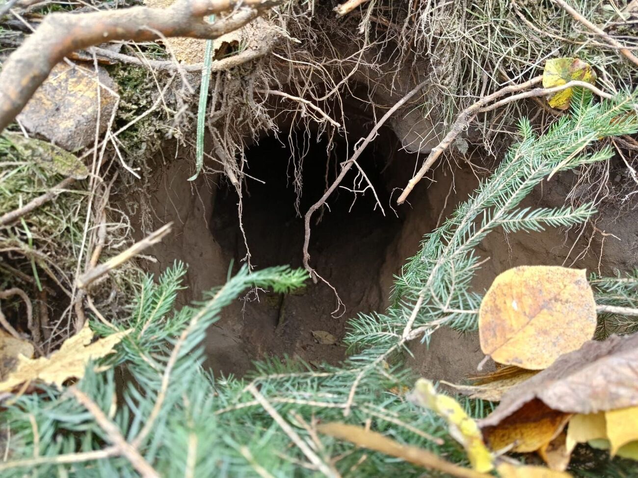 Подкоп начинался на территории Беларуси