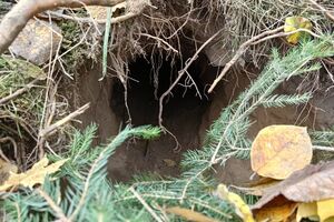 Подкоп начинался на территории Беларуси