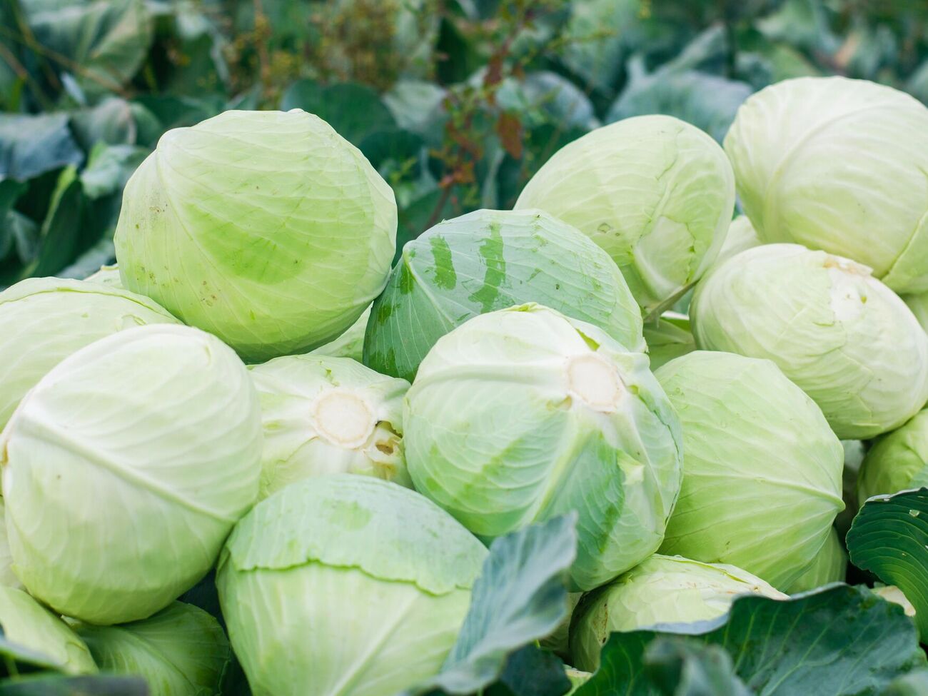 Надежный, но очень трудоемкий метод хранения капусты, – в глине