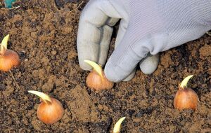 Огород для лука нужно делать на возвышении