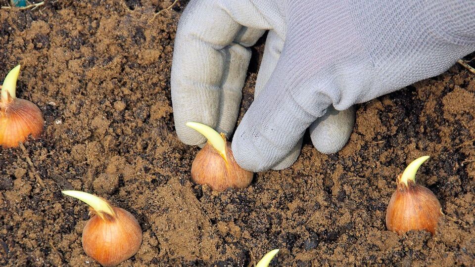 Город для цибулі потрібно робити на височині