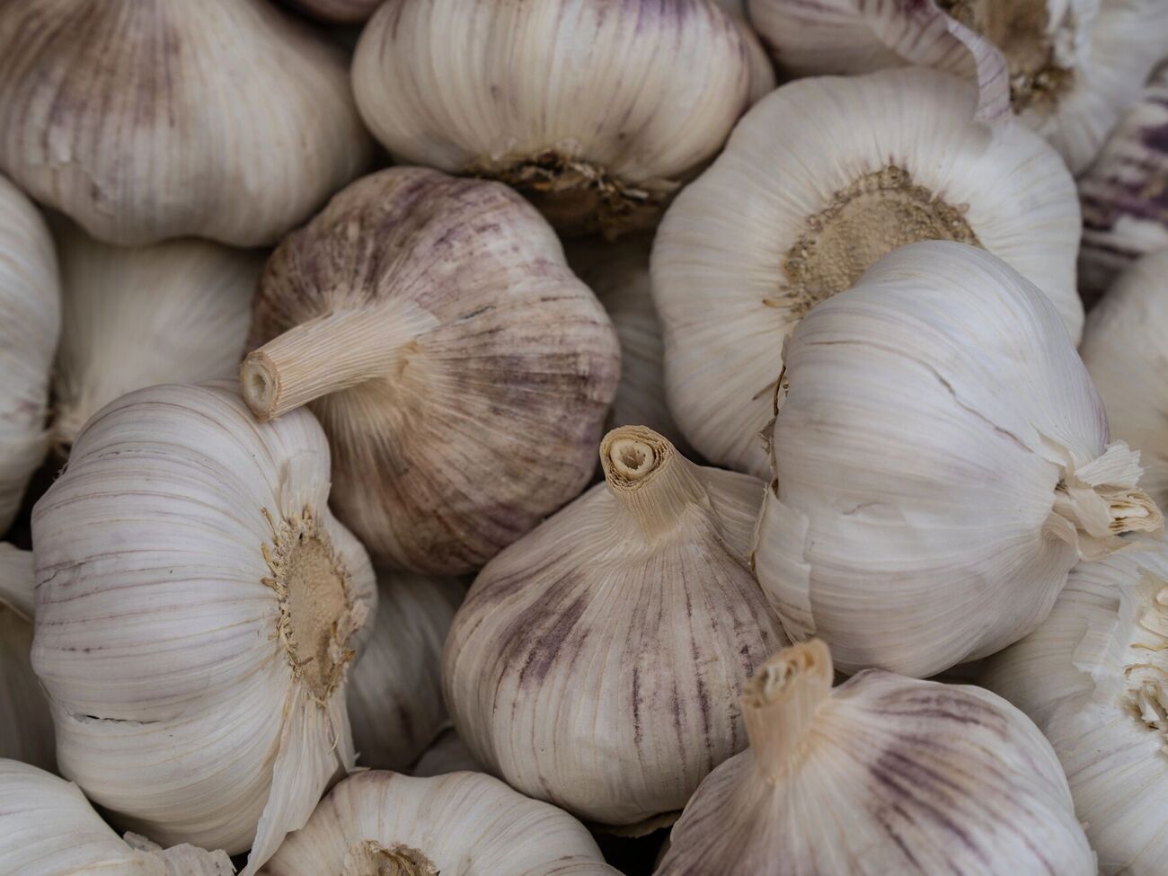 В течение первых шести недель питательные вещества переходят из ботвы в головку чеснока