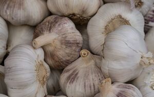 Упродовж перших шести тижнів поживні речовини переходять із бадилля в головку часнику