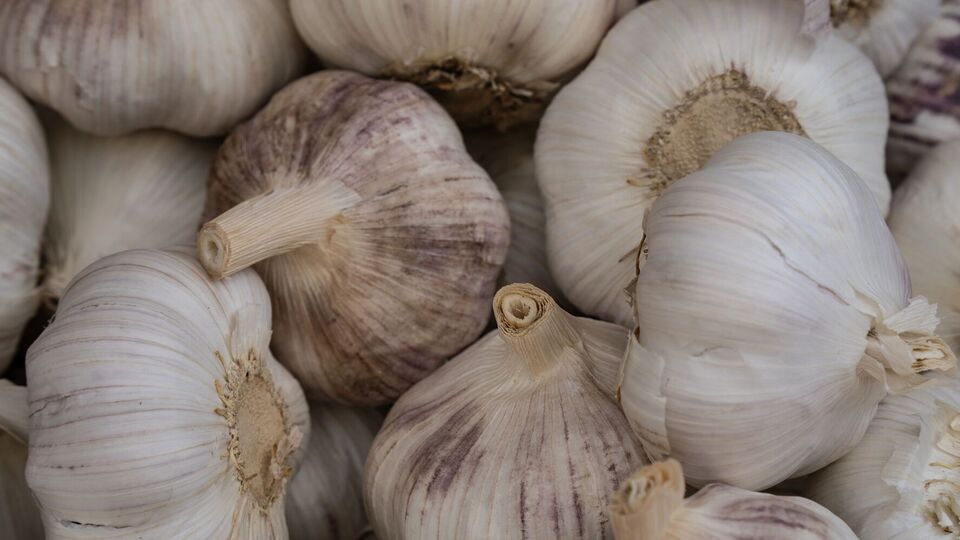 В течение первых шести недель питательные вещества переходят из ботвы в головку чеснока