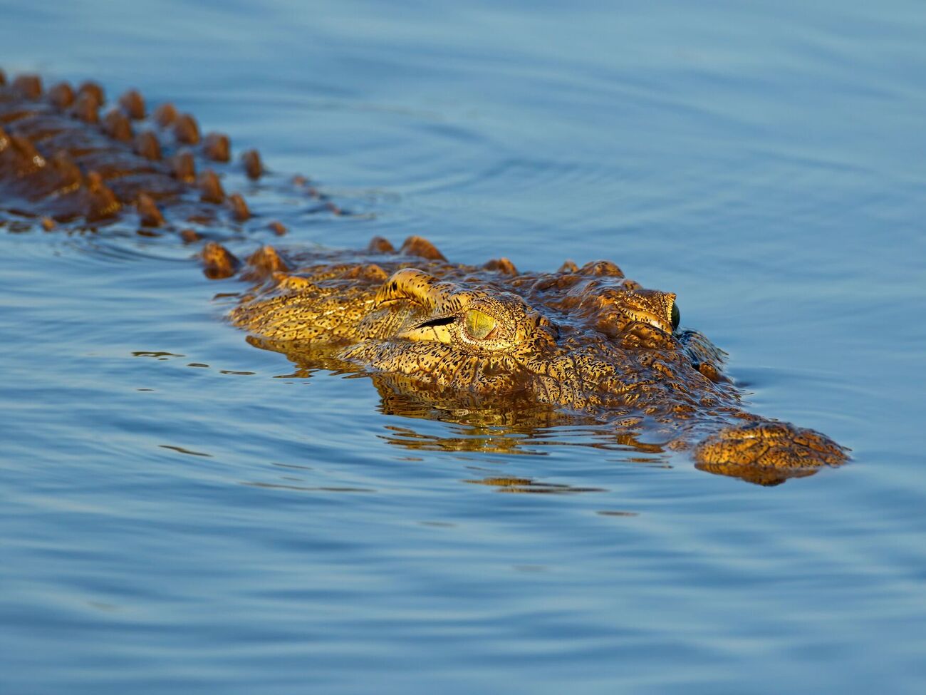 Рейнджери виловили крокодила і переселили його в безпечне місце