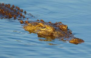 Рейнджеры выловили крокодила и переселили его в безопасное место