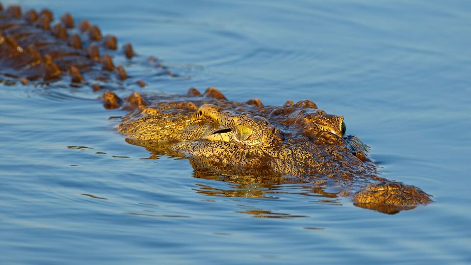 Рейнджери виловили крокодила і переселили його в безпечне місце