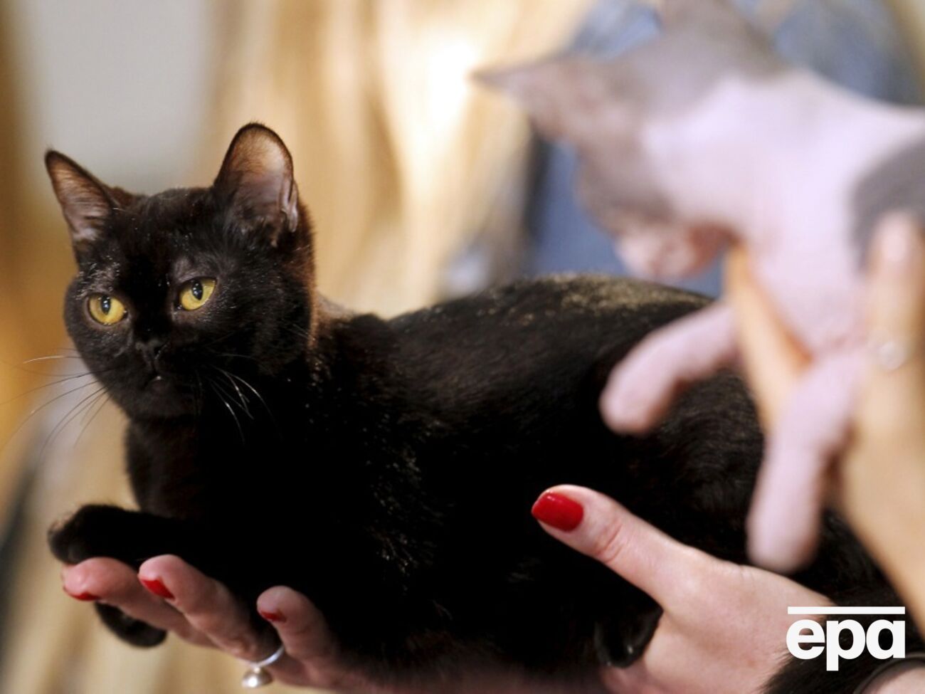 Притулок для тварин не віддаватиме чорних котів потенційним господарям протягом 6 жовтня – 10 листопада