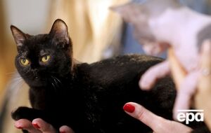 Приют для животных не будет отдавать черных кошек потенциальным хозяевам в период с 6 октября по 10 ноября