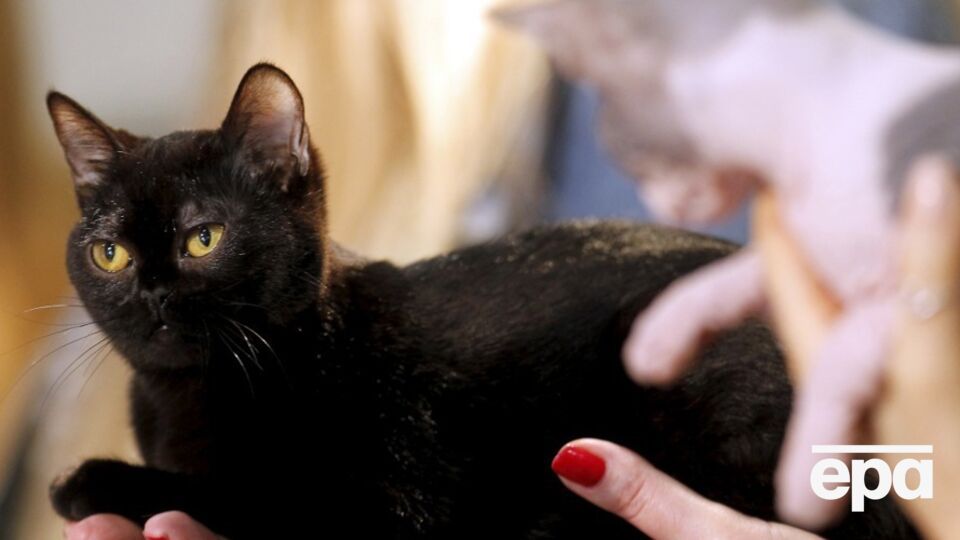 Приют для животных не будет отдавать черных кошек потенциальным хозяевам в период с 6 октября по 10 ноября