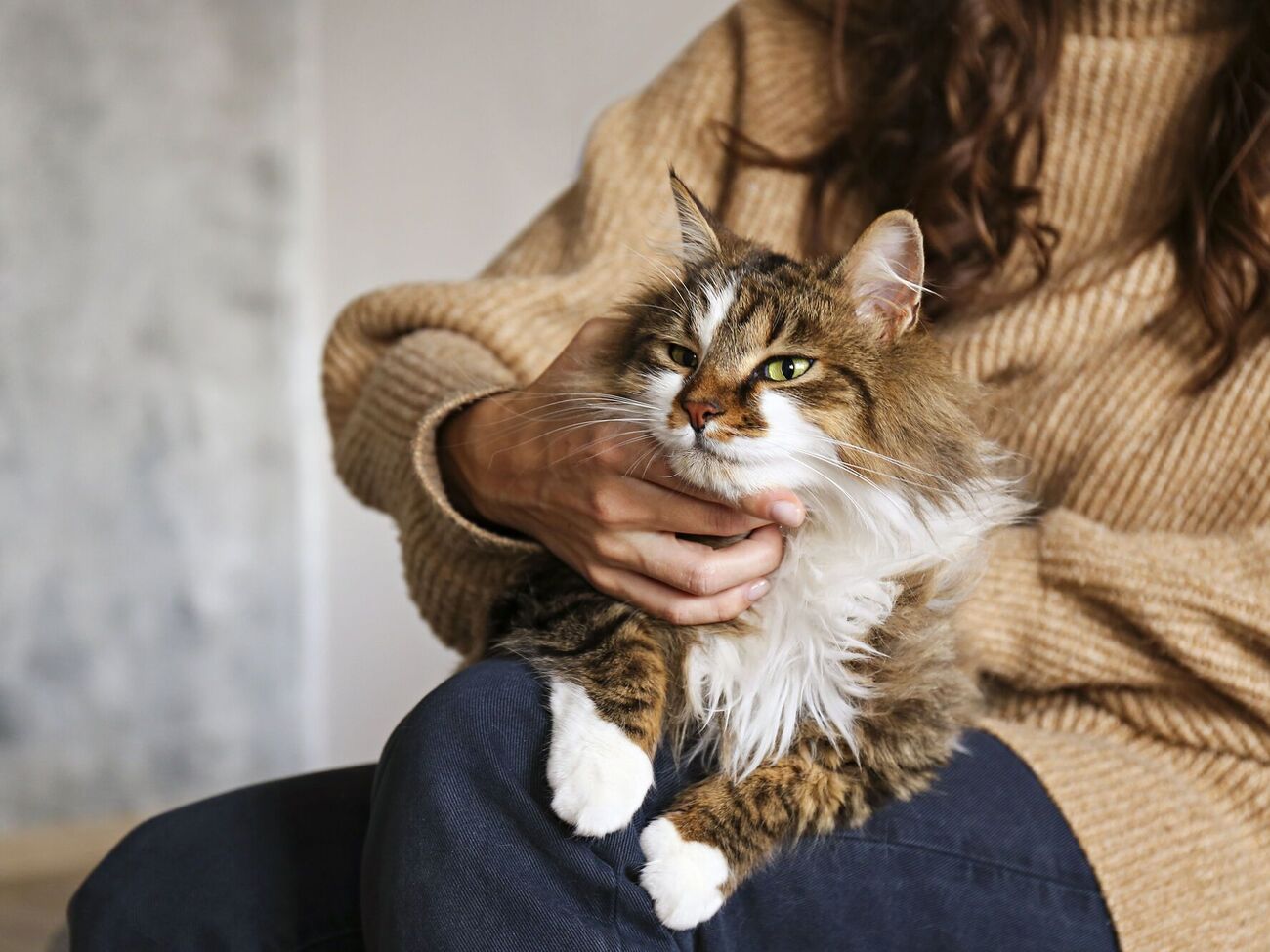 Кіт, як і людина, може відчувати стрес