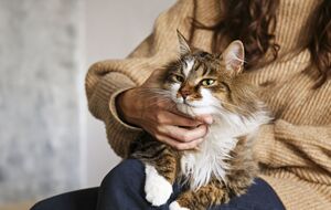 Кіт, як і людина, може відчувати стрес