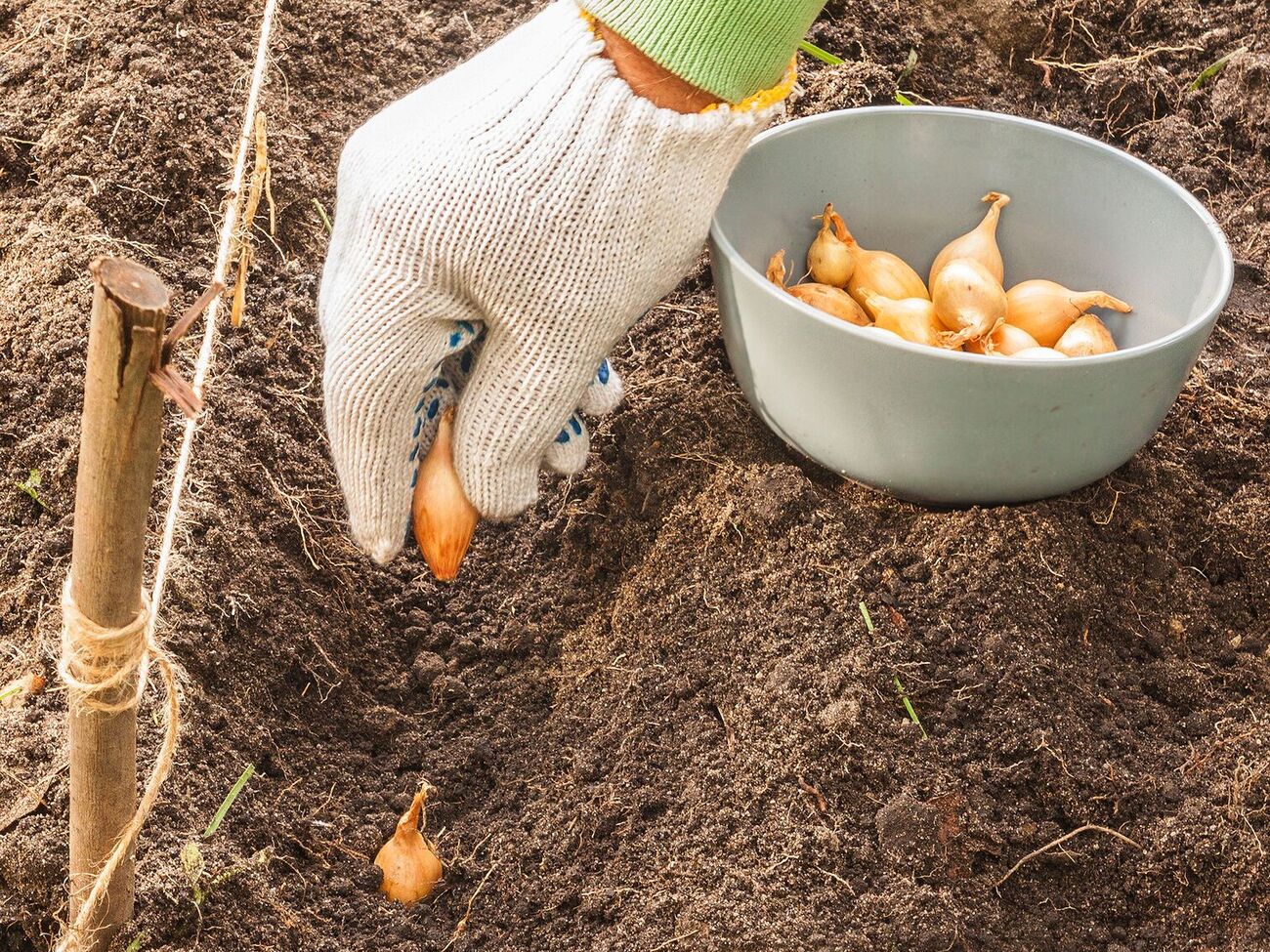 При посадке сделайте в грунте углубления на 5 см