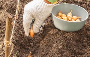 При посадке сделайте в грунте углубления на 5 см