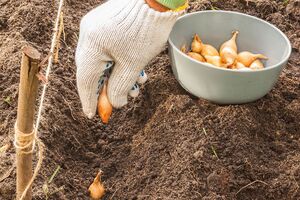 При посадке сделайте в грунте углубления на 5 см