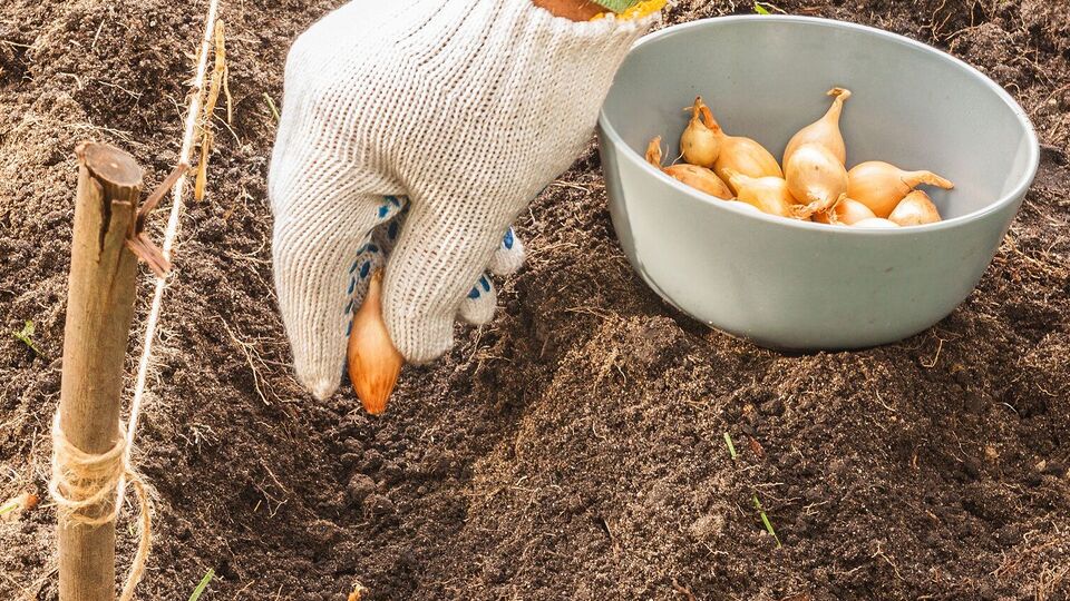 Під час висаджування зробіть у ґрунті заглиблення на 5 см