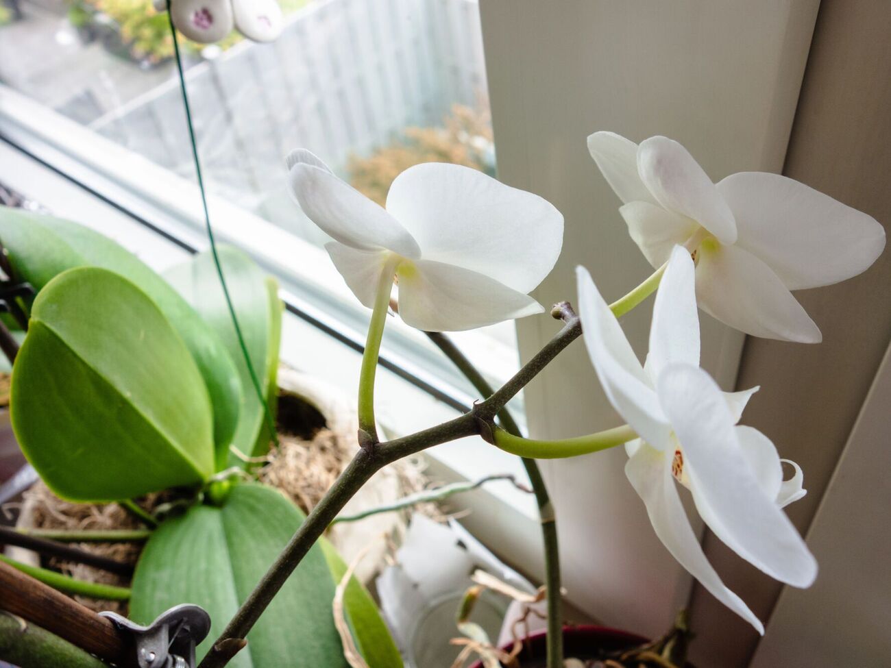 Смочите ватный спонж в настое и аккуратно протрите листья орхидеи с двух сторон