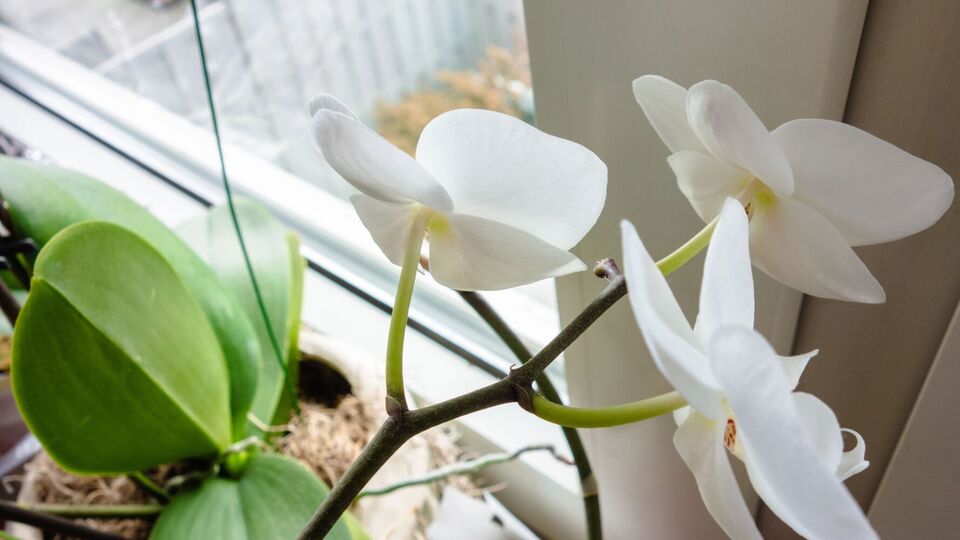 Смочите ватный спонж в настое и аккуратно протрите листья орхидеи с двух сторон