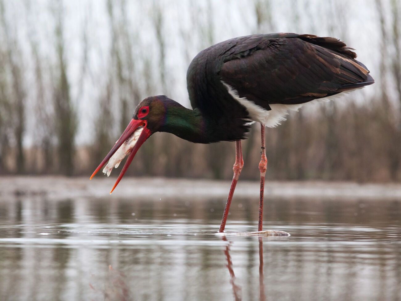 Черные аисты редко попадают в объектив