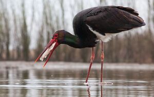 Черные аисты редко попадают в объектив