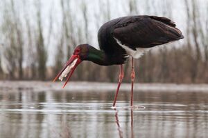 Черные аисты редко попадают в объектив