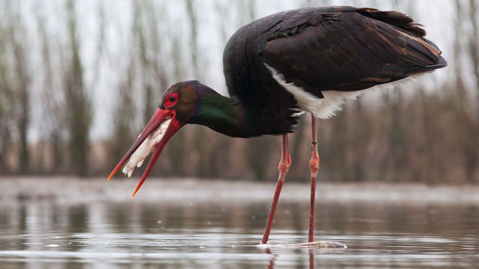 Черные аисты редко попадают в объектив