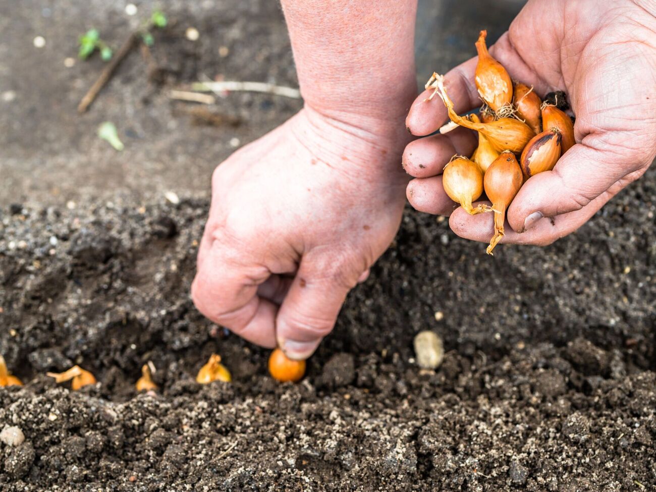 Лук высаживают в подготовленную землю