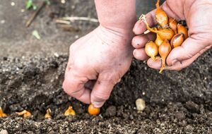 Лук высаживают в подготовленную землю