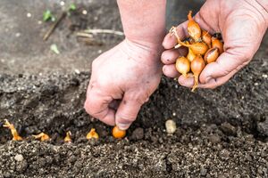 Цибулю висаджують у підготовлену землю