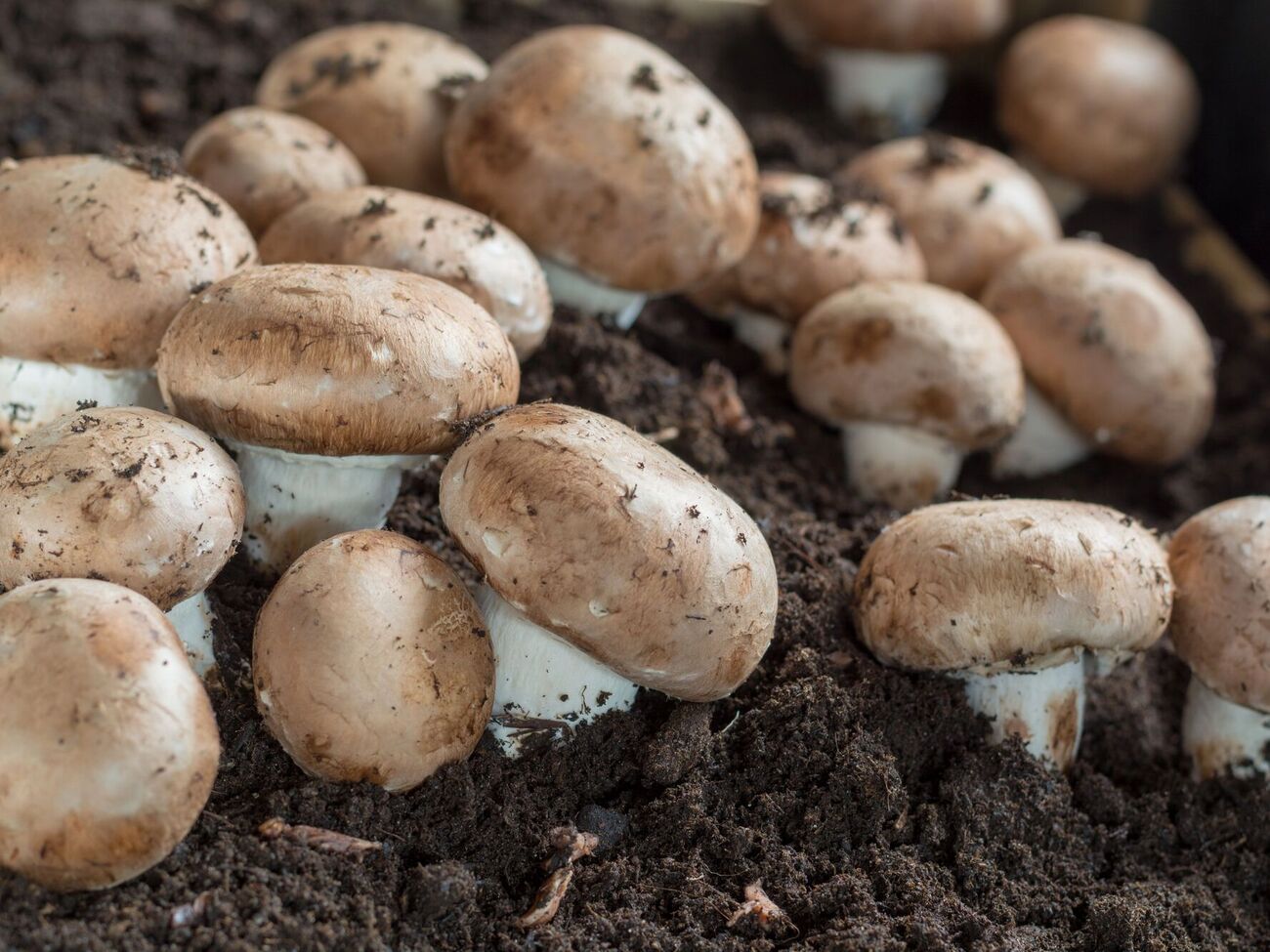 Печериці треба правильно збирати