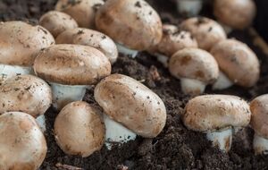 Печериці треба правильно збирати