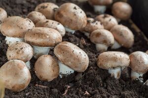 Шампиньоны нужно правильно собирать